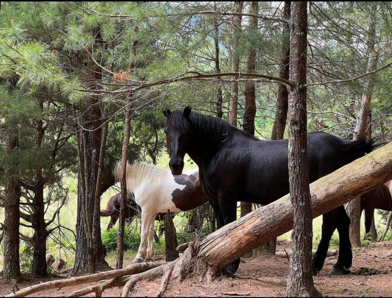 Tucked Away Cabin พิเจนฟอร์จ ภายนอก รูปภาพ